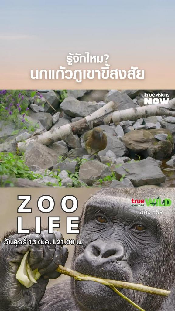 ถ้าคุณขี้เบื่อเราขอแนะนำ l ZOO LIFE