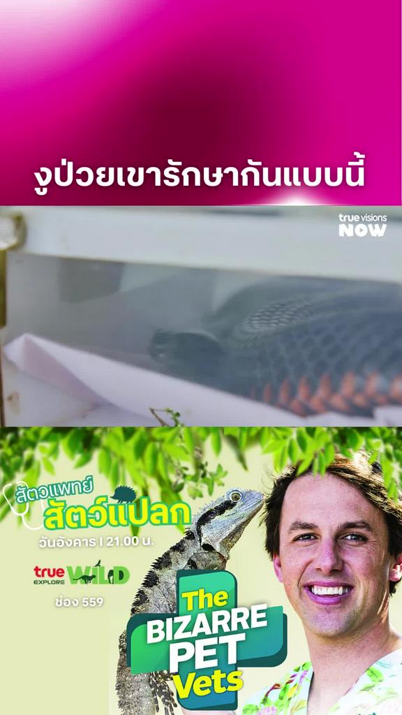 รักษากันแบบนี้เหรอ l The Bizarre pet Vets