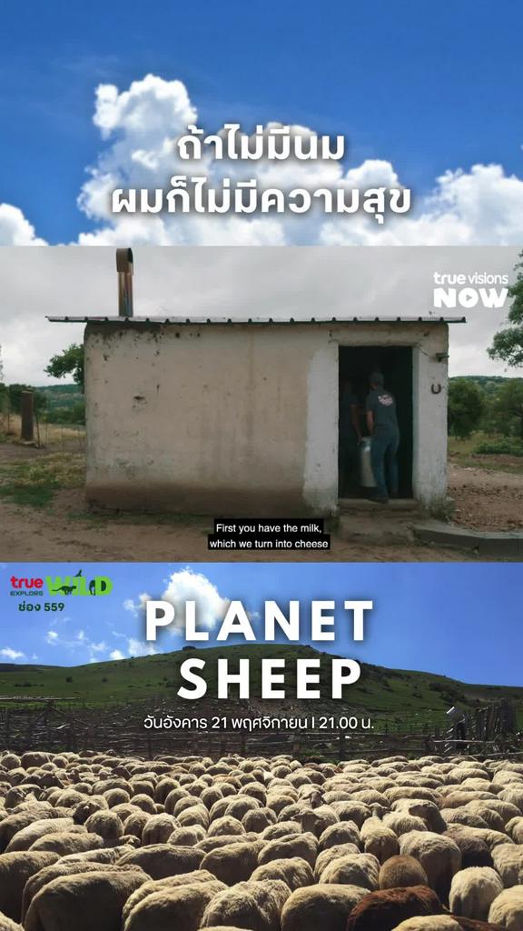 เปลี่ยนนมให้เงิน l PLANET SHEEP