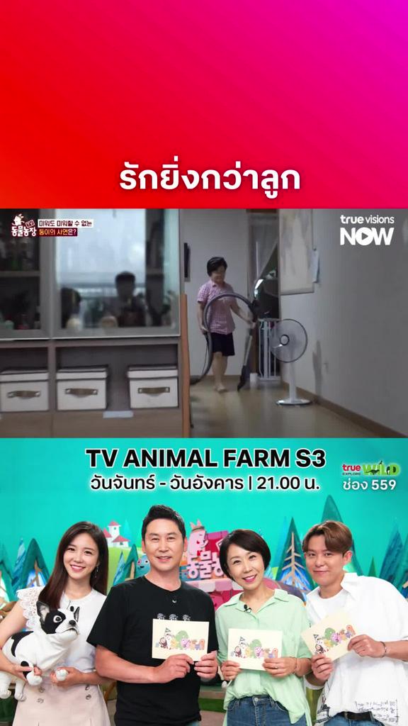 ลูกทำคงโดนตี แต่หมาทำแบบนี้บอกน่ารัก l TV ANIMAL FARM S3