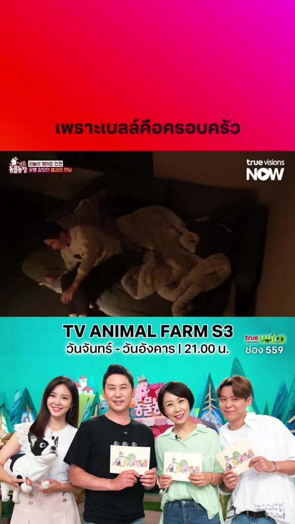 เพราะเบลล์คือครอบครัว l TV ANIMAL FARM S3