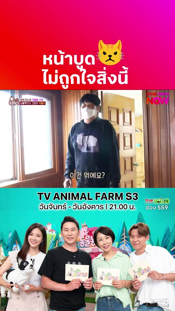 ไอ้ต้าวน่าหยักก l TV ANIMAL FARM S3