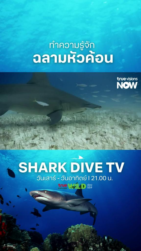 จริงๆ แล้ว ฉลามไม่น่ากลัวอย่างที่คิด l SHARK DIVE TV S1