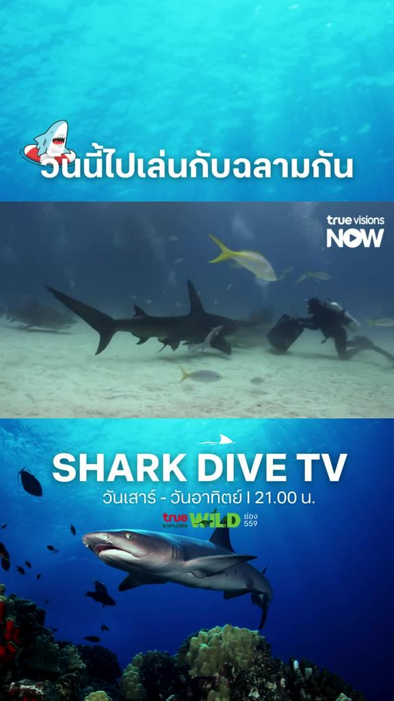 เฮ้ นี่ฉลามนะ ไม่ใช่หมาแถวบ้าน l SHARK DIVE TV S1