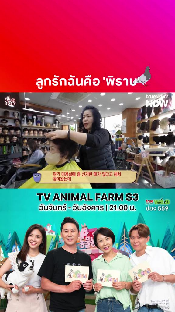 เป็นสัตว์เลี้ยงที่หาง่าย แต่ฝึกยากแน่นอน l TV ANIMAL FARM S3