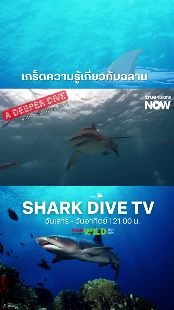 มารู้จักฉลามให้ดียิ่งขึ้น l SHARK DIVE TV S1