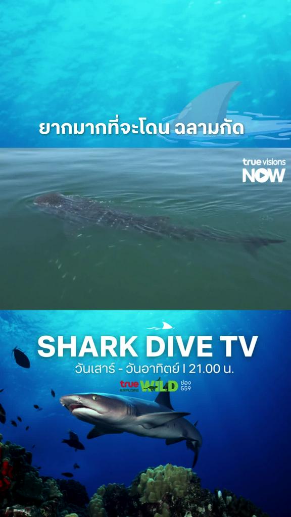 ฉลามแค่งับเพราะสงสัยเฉยๆ l SHARK DIVE TV S1