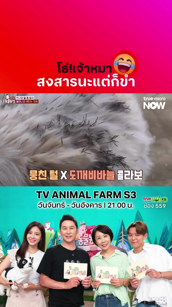 สงสารนะ แต่... l TV ANIMAL FARM S3