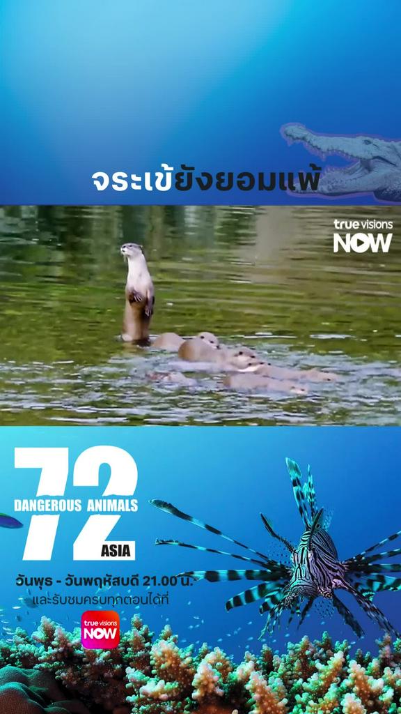 ด้านร้ายๆซ่อนอยู่ใต้ความน่ารักซินะ l 72 DANGEROUS ANIMALS ASIA