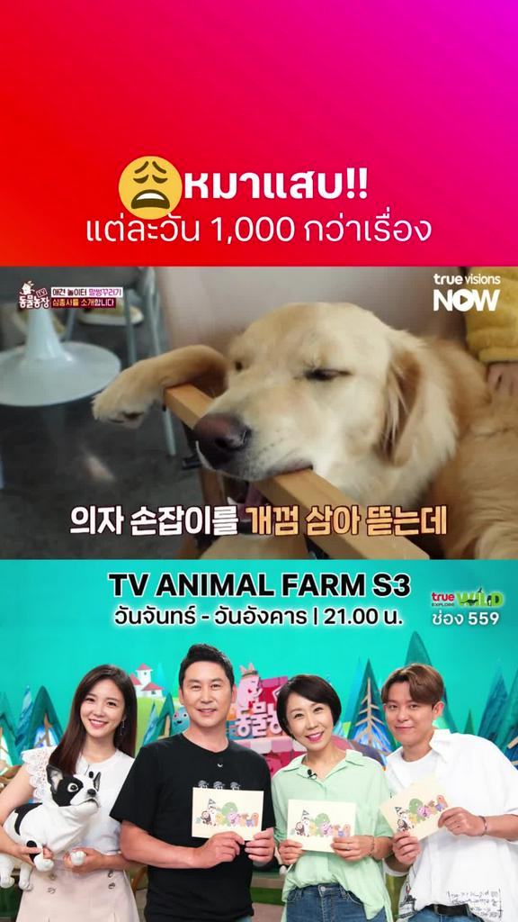 พวกแกก็แทะไปเรื่อยเลยนะ l TV Animal Farm