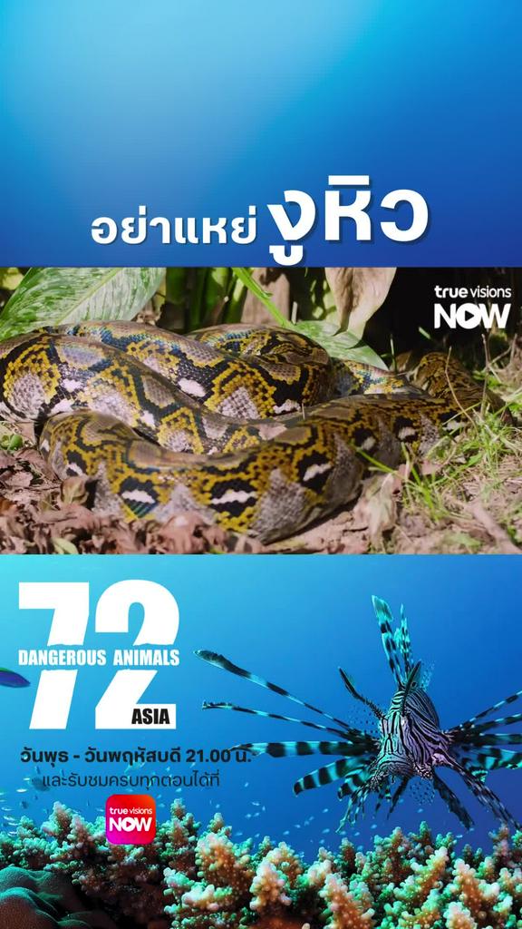 เมืองไทยงูเยอะซะด้วยซิ l 72 DANGEROUS ANIMALS ASIA