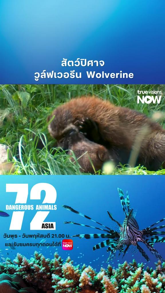 นี่คือสัตว์ต้นแบบ ที่ถูกนำไปดัดแปลงเป็นภาพยนตร์ l 72 DANGEROUS ANIMALS ASIA