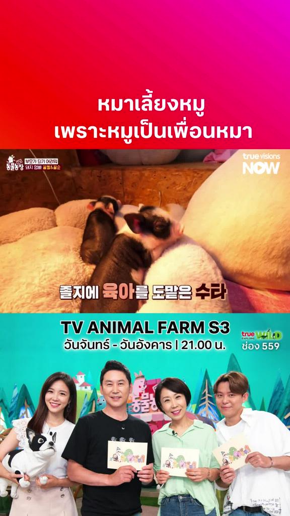 โตขึ้นลูกหมูต้องงง ใครคือแม่ l TV Animal Farm