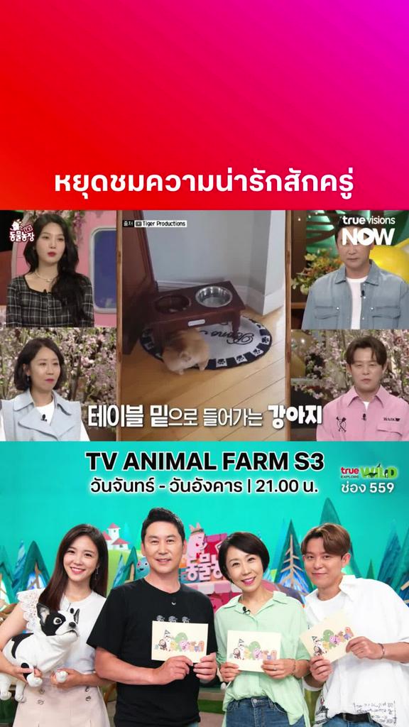 วิจัยบอกดูคลิปสัตว์น่ารักช่วยเพิ่มสมาธิในการทำงาน l TV ANIMAL FARM S3