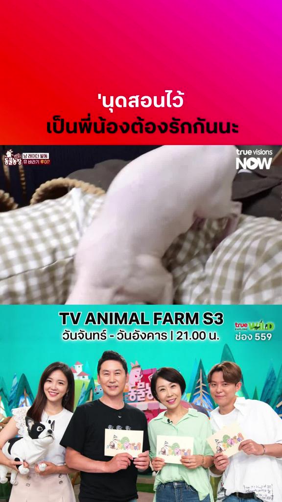 นุดสอนแล้ว แมวๆจำและทำตามด้วยนะ l TV ANIMAL FARM S3