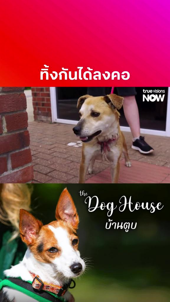 เจอแบบนี้สงสารน้องหมาเลย l THE DOG HOUSE