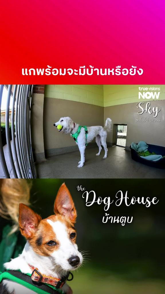 สวย น่ารักแบบนี้ ใครๆ ก็ต้องหลงรัก l THE DOG HOUSE