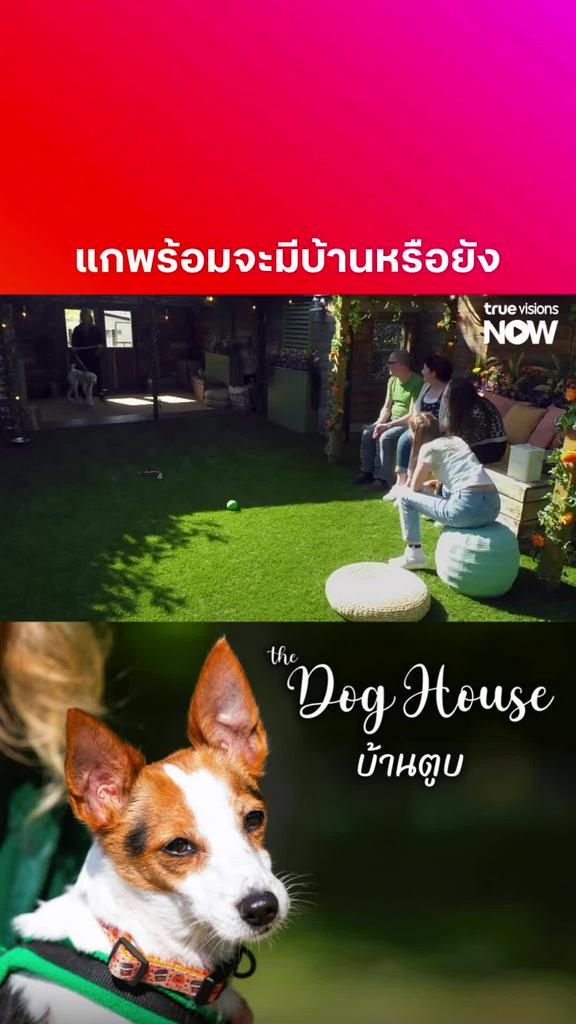 หลังจากนี้คงจะมีแต่ความสุข l THE DOG HOUSE