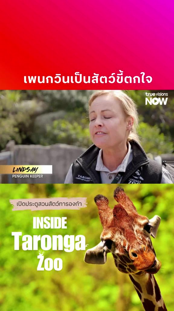 จุ๊ๆ แอบดูเงียบๆ l INSIDE TARONGA ZOO 1 2